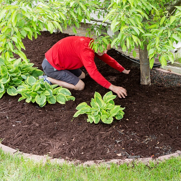 mulch installation can help improve soil quality by adding organic matter and enhancing nutrient retention